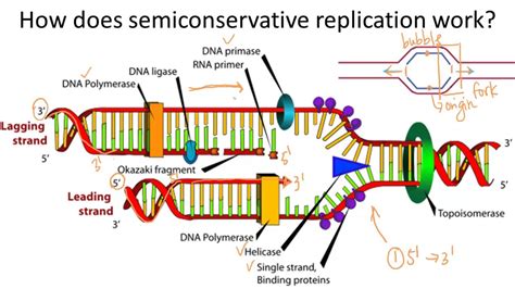 semiconservative dna replication means that